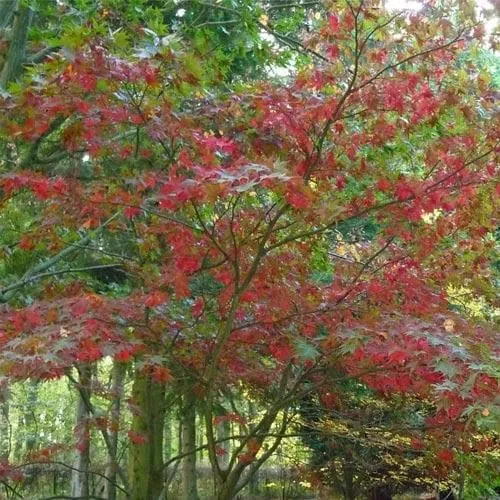 Acer grosseri var. hersii - Snakebark Maple
