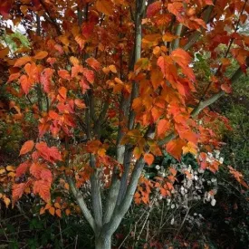 Acer grosseri var. hersii - Snakebark Maple