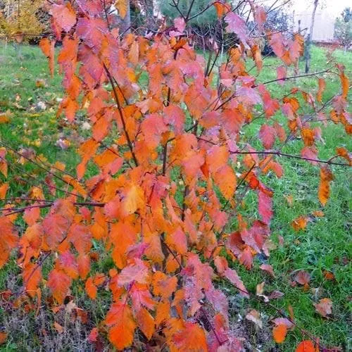 Acer grosseri var. hersii - Snakebark Maple