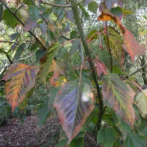 Acer grosseri var. hersii - Snakebark Maple
