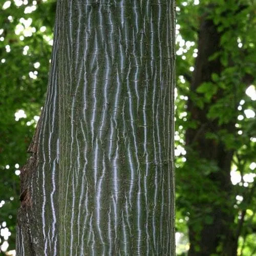 Acer grosseri var. hersii - Snakebark Maple