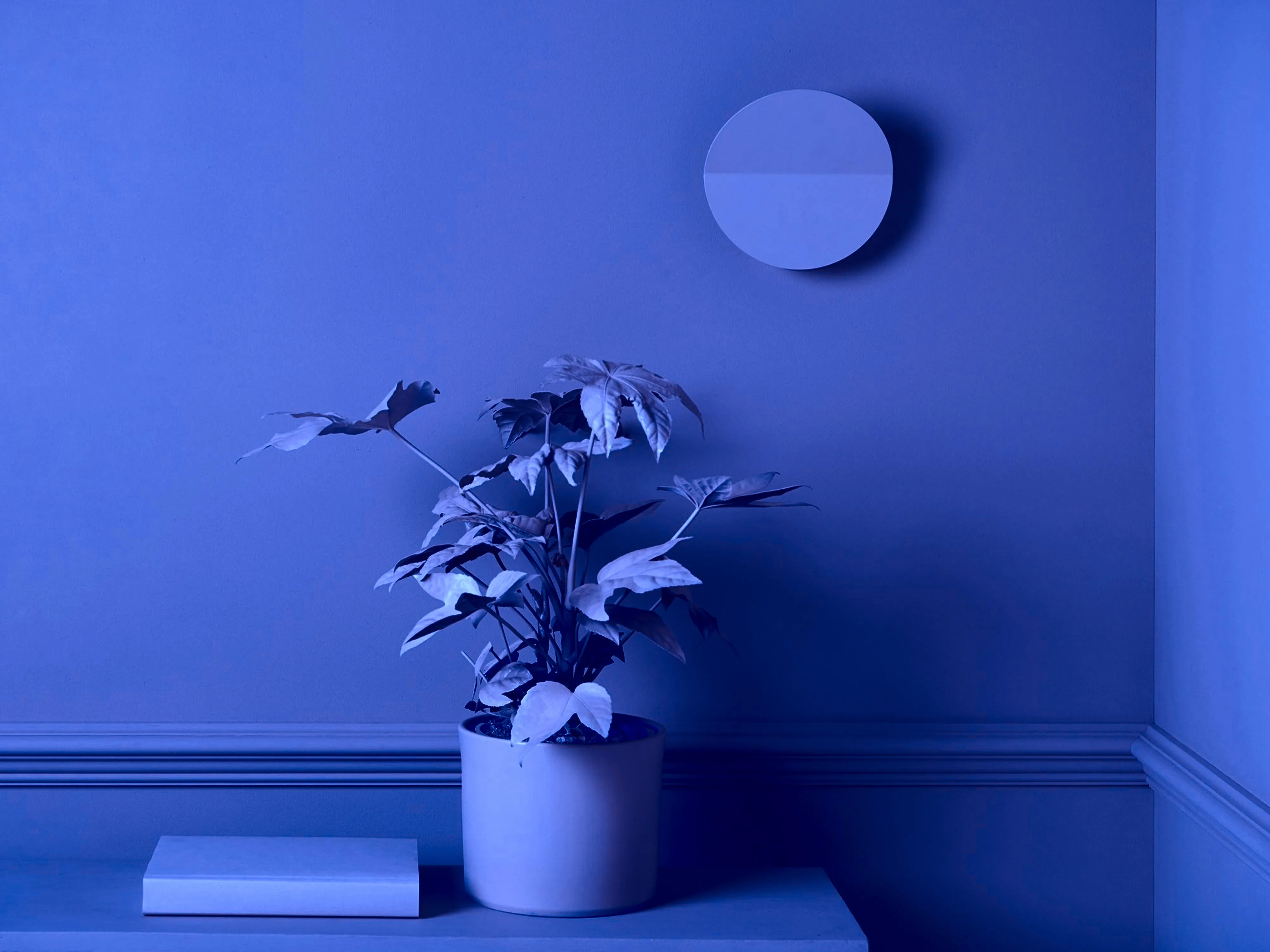 Blue diffuser wall light