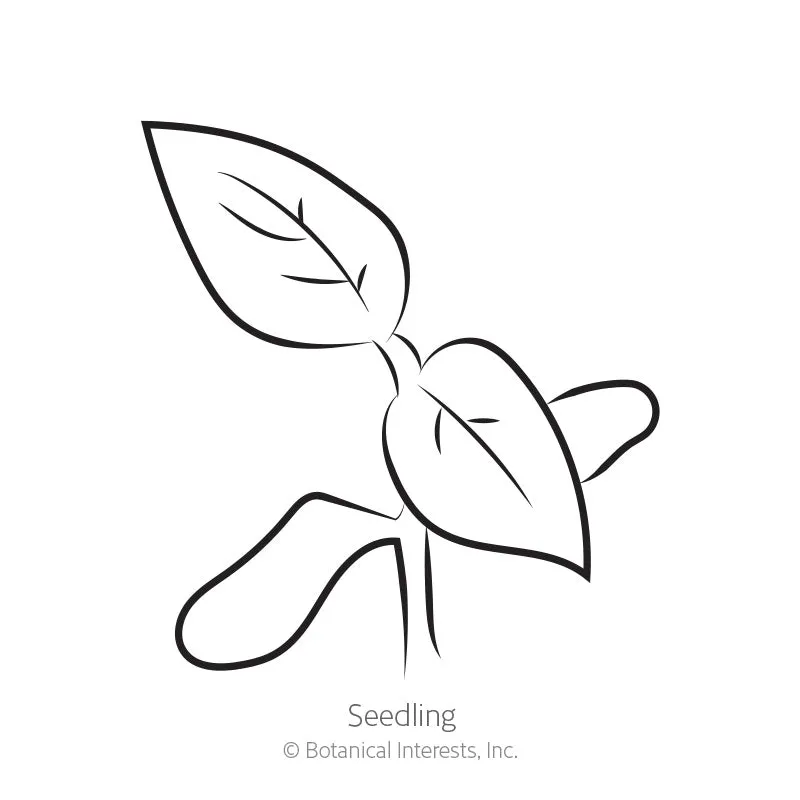 Brandywine Red & Yellow Blend Pole Tomato Seeds