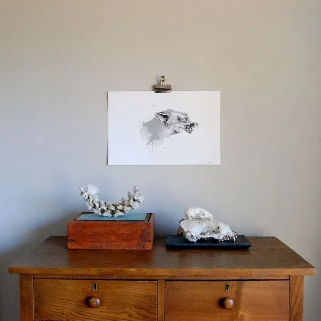 Grey Fox (White or Brown) Art Print